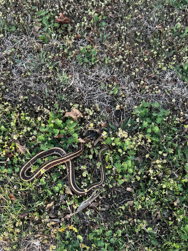 Common Garter Snake