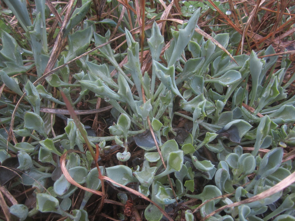 Senecio kleiniiformis 3