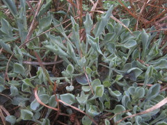 Baculellum articulatum × senecio oxyriifolius tropaeolifolius