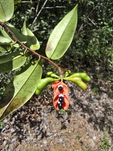 Xylopia laevigata
