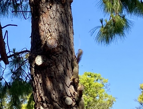 iNaturalist observation photo of Eastern Fox Squirrel