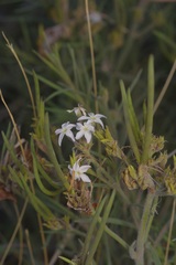 Amsonia palmeri, photograph (c) Michelle W. （鍾偉瑋）, some rights reserved (CC BY)