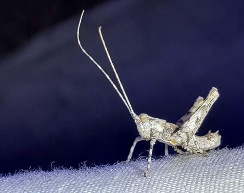 Desert Long-horned Grasshopper photo 2