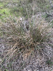 Eragrostis intermedia