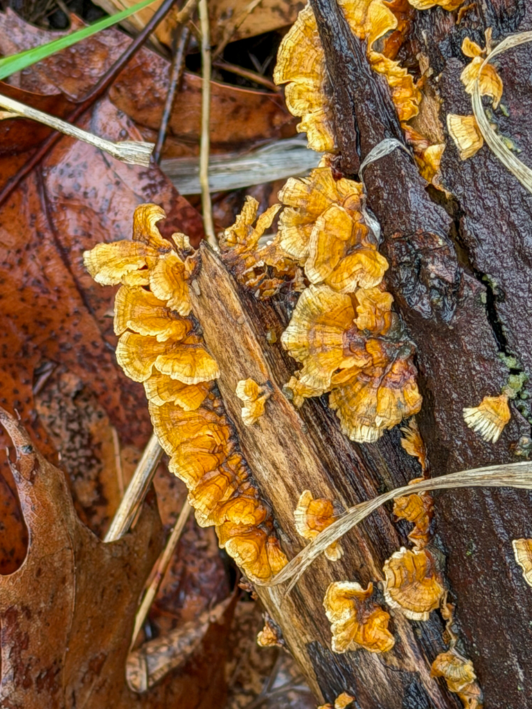 Stereum complicatum · April 2026 · photo: © threelark (iNaturalist, CC)