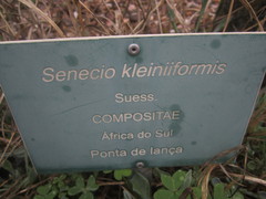 Baculellum articulatum × senecio oxyriifolius tropaeolifolius