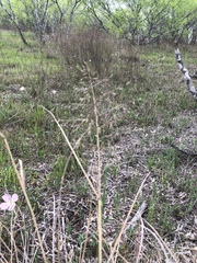 Eragrostis intermedia