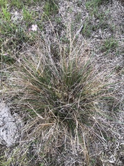 Eragrostis intermedia