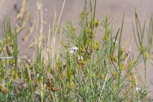 Amsonia palmeri, photograph 4
