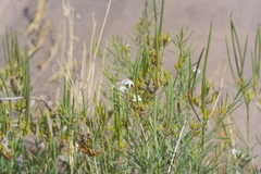 Amsonia palmeri, photograph (c) Michelle W. （鍾偉瑋）, some rights reserved (CC BY)