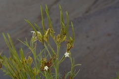 Amsonia palmeri, photograph (c) Michelle W. （鍾偉瑋）, some rights reserved (CC BY)