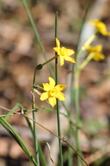 Narcissus jonquilla