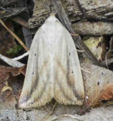 Amolita obliqua