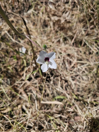Merauke Hibiscus