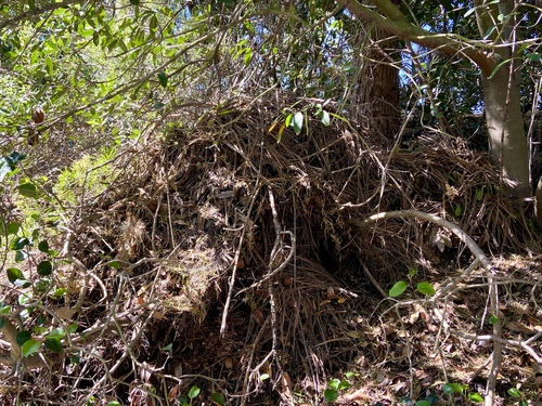 iNaturalist observation photo of Woodrats