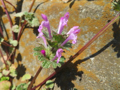 Lamium amplexicaule