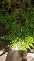 Libocedrus plumosa