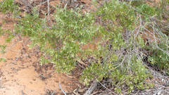 Chenopodium wilsonii