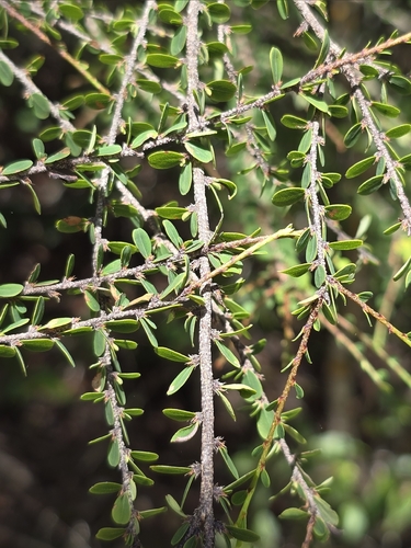 Erythroxylum rosuliferum