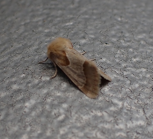 Schinia ligeae photo 4