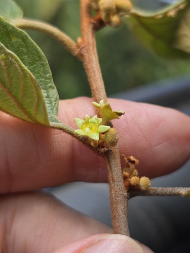 Colubrina cordifolia