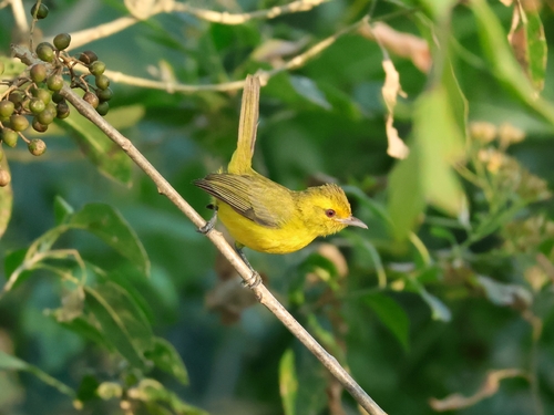 Golden Vireo (Vireo hypochryseus), photo 6