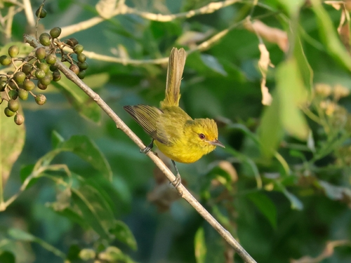 Golden Vireo (Vireo hypochryseus), photo 7