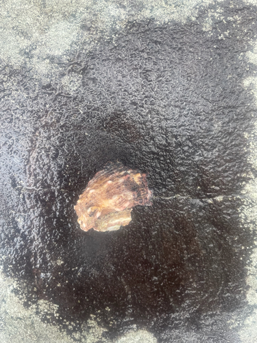 Angaria delphinus observed 2026-04-12