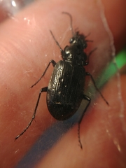 Blethisa quadricollis
