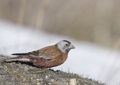 Leucosticte tephrocotis littoralis