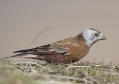 Leucosticte tephrocotis littoralis