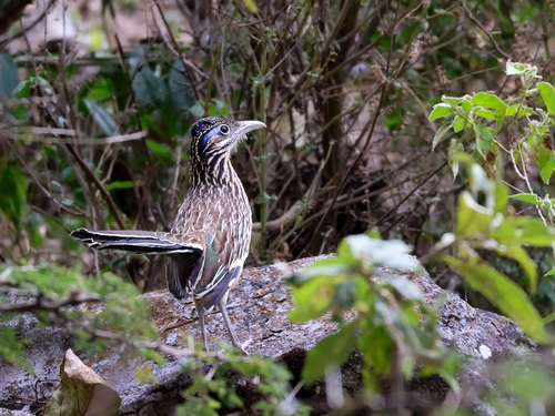 Lesser Roadrunner (Geococcyx velox), photo 4