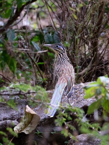 Lesser Roadrunner (Geococcyx velox), photo 5