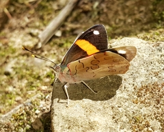 Diaethria pandama