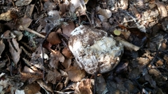 Amanita nothofagi
