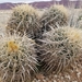 Grand Canyon Cottontop Cactus - Photo (c) Connor, some rights reserved (CC BY-NC), uploaded by Connor