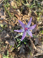 Erythronium hendersonii