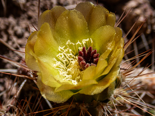 Maihueniopsis camachoi