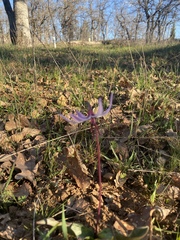 Erythronium hendersonii