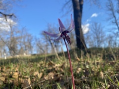 Erythronium hendersonii