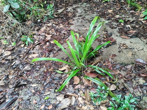 Bromelia fosteriana (Bromelia fosteriana)