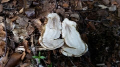 Amanita nothofagi