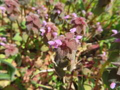 Lamium purpureum