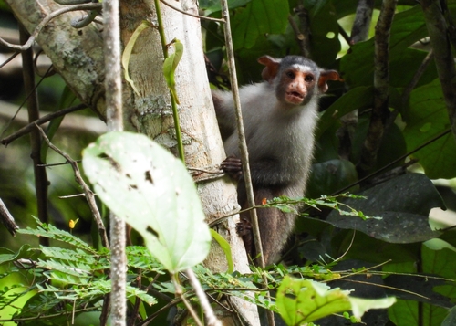 Rondon's Marmoset
