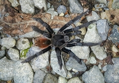 Sericopelma
