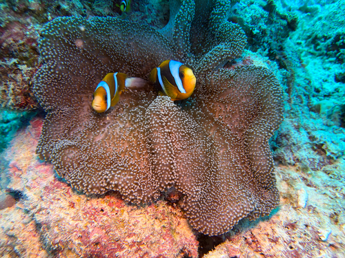 Amphiprion akindynos