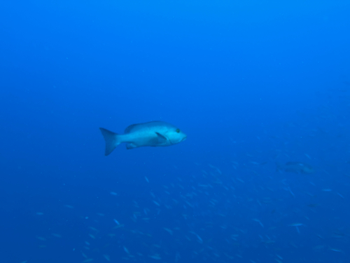 Lutjanus bohar