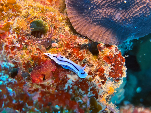 Chromodoris lochi