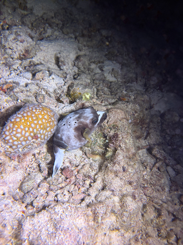 Arothron nigropunctatus