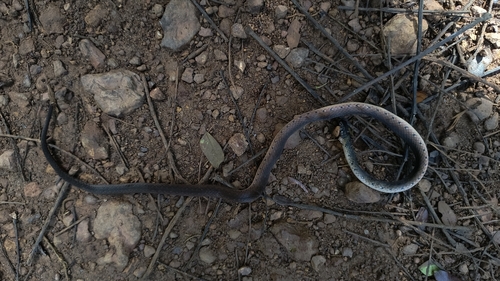 Erythrolamprus oligolepis